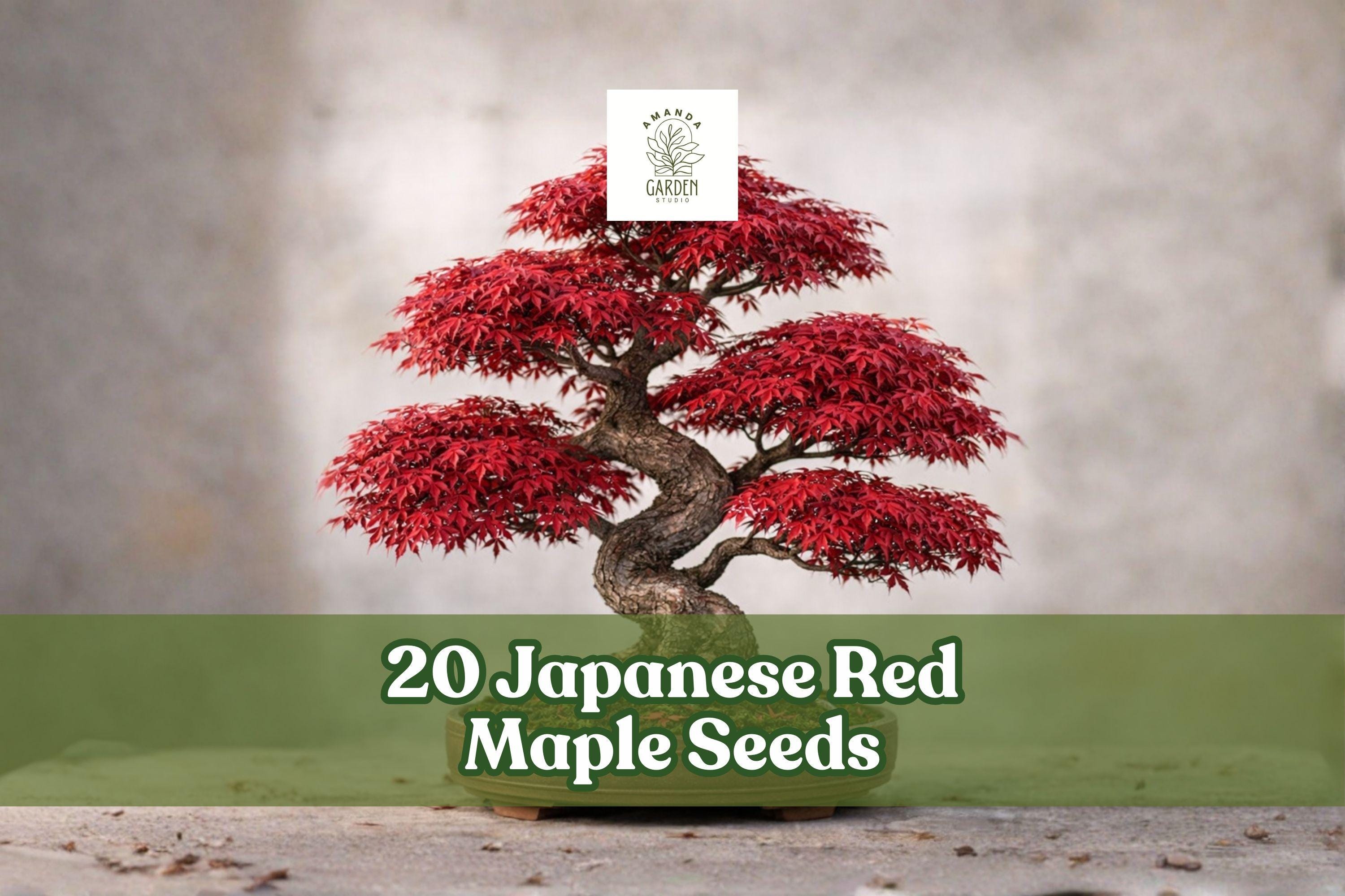20 Japanese Red Maple Seeds Acer palmatum Ornamental Deciduous Tree with Red Foliage for Bonsai & Landscaping