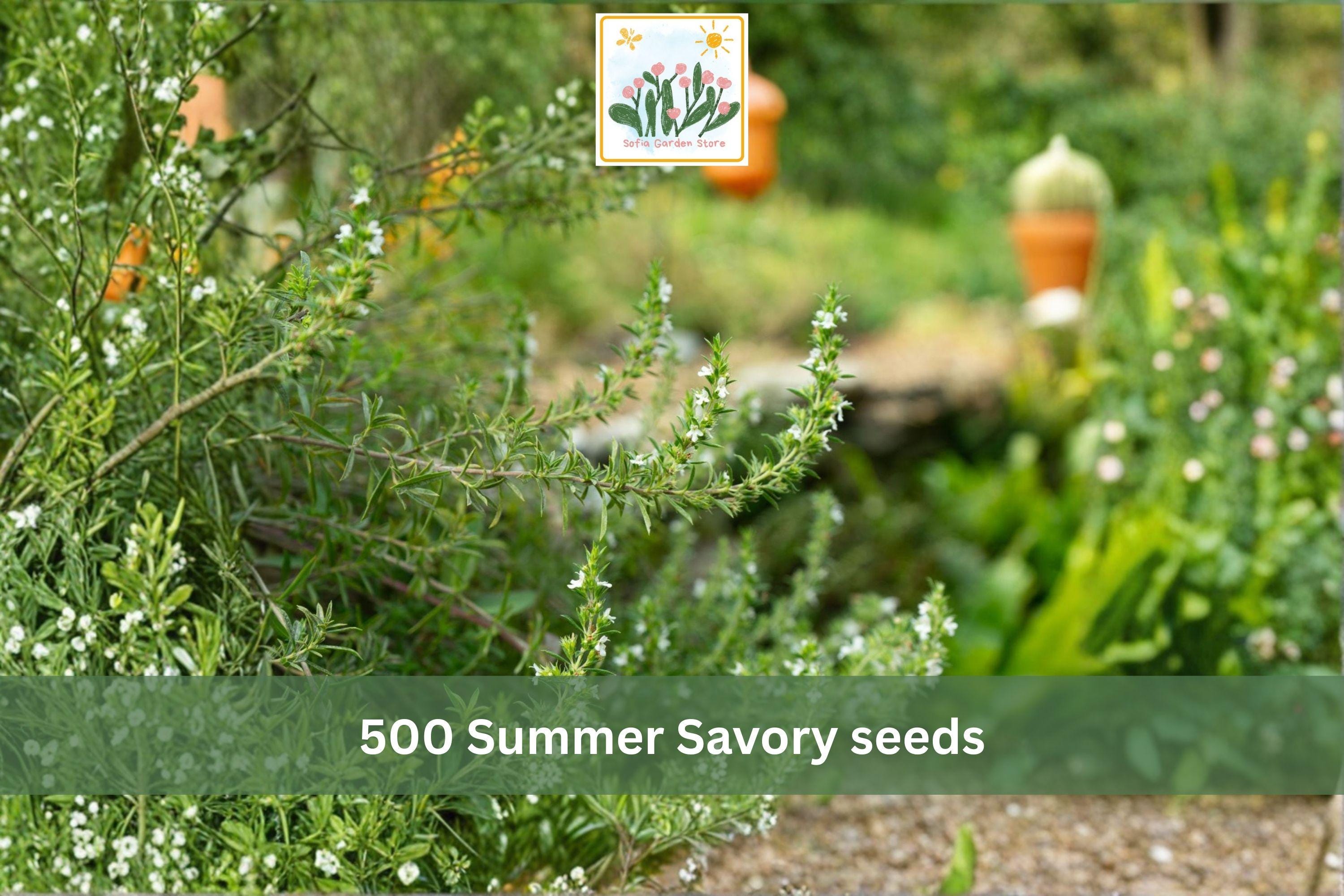 Summer Savory Seeds 500pcs | Satureja hortensis Culinary Herb for Herb Gardens & Containers