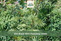 Black Mint Huacatay Seeds 100pcs – Aromatic Culinary Herb, Tagetes minuta, Fast-Growing, Fragrant, Suitable for Garden & Containers