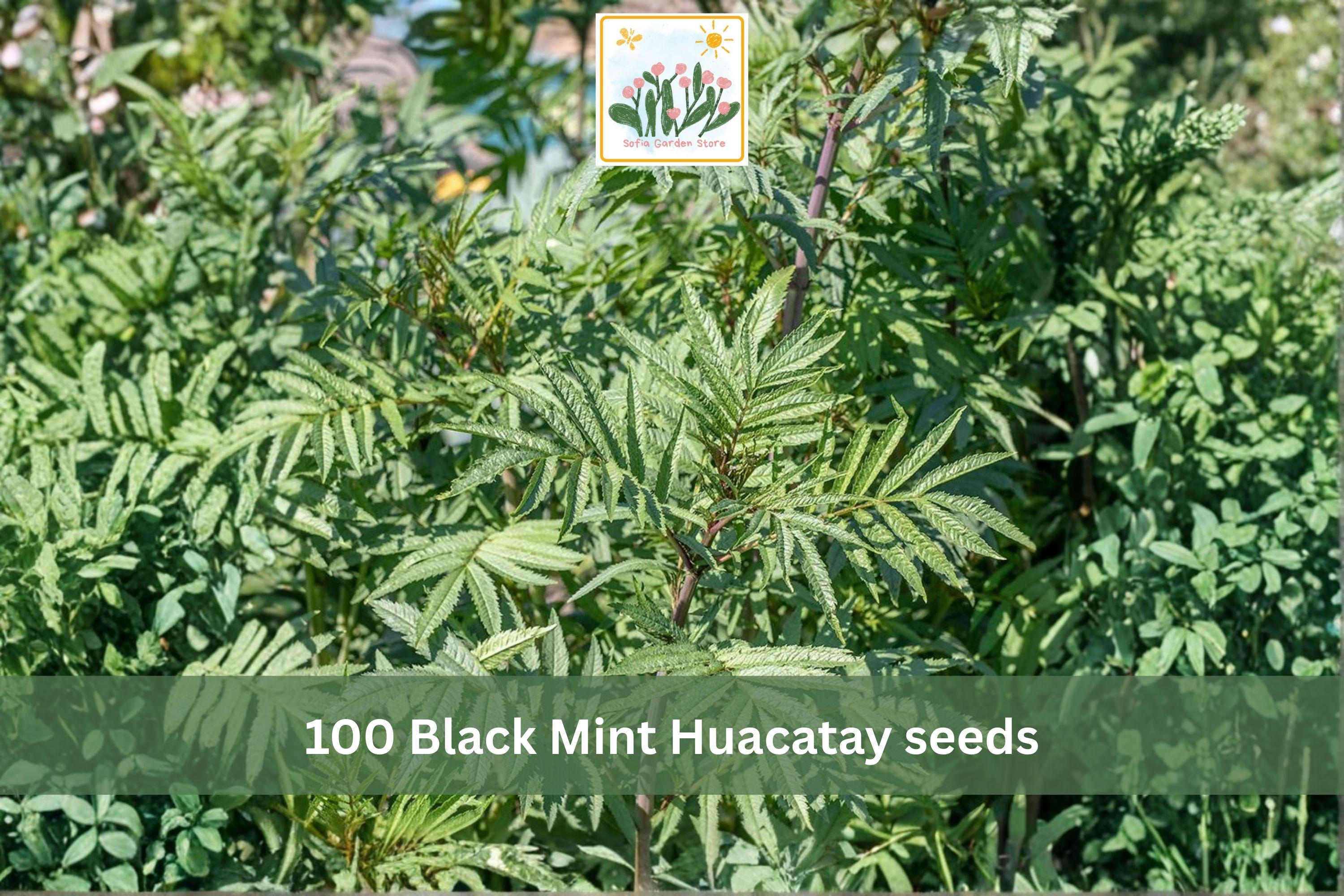 Black Mint Huacatay Seeds 100pcs – Aromatic Culinary Herb, Tagetes minuta, Fast-Growing, Fragrant, Suitable for Garden & Containers