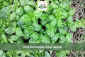 Genovese Basil Seeds 500pcs – Ocimum basilicum Sweet Italian Herb for Garden & Container Growing
