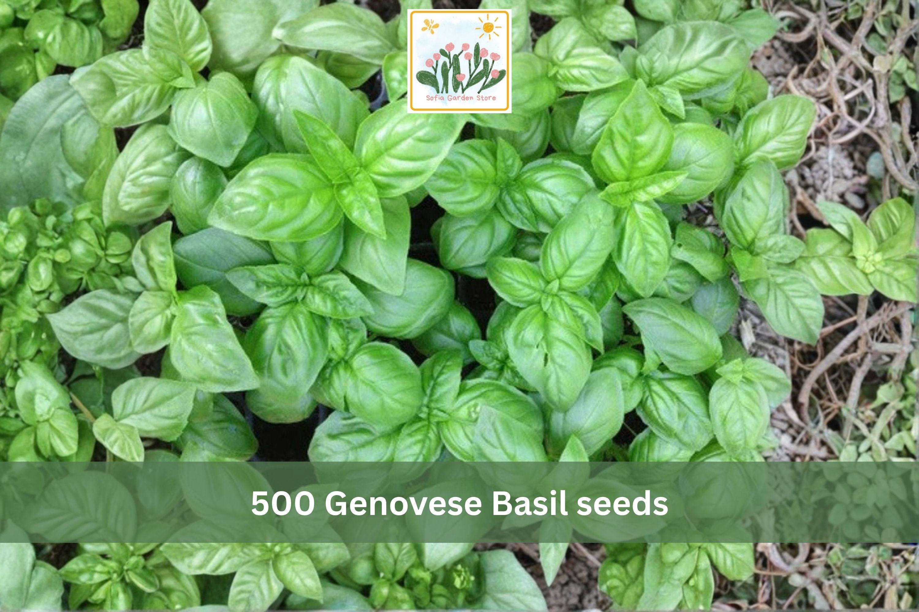 Genovese Basil Seeds 500pcs – Ocimum basilicum Sweet Italian Herb for Garden & Container Growing