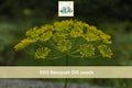 Bouquet Dill Seeds 500pcs, Anethum graveolens, Culinary Herb for Garden & Container Planting, Fast-Growing Annual Herb