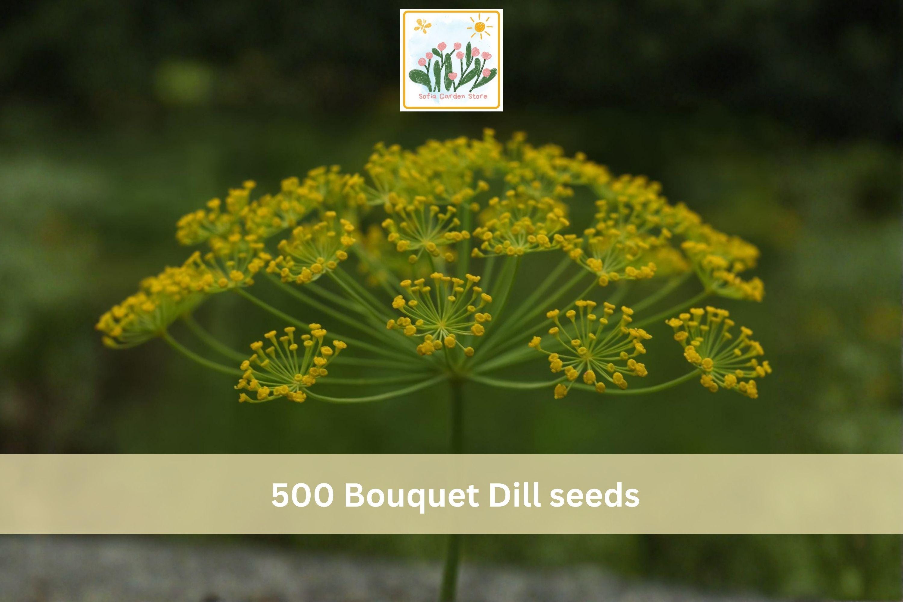 Bouquet Dill Seeds 500pcs, Anethum graveolens, Culinary Herb for Garden & Container Planting, Fast-Growing Annual Herb