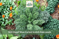 Dwarf Blue Curled Scotch Kale Seeds 500pcs – Heirloom Brassica oleracea, Cold-Tolerant, Curled Blue-Green Leaves, Compact Vegetable Seed