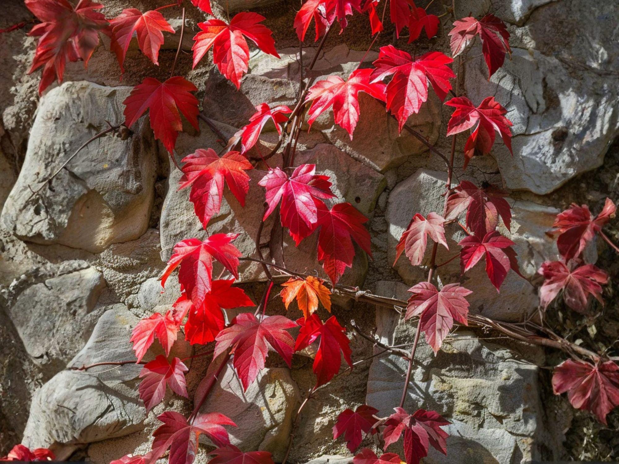 Virginia Creeper Seeds – Heirloom Non-GMO Climbing Vine for Gardens, Fences & Walls – Parthenocissus quinquefolia