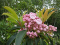 Mountain Laurel Seeds – Heirloom Non-GMO Kalmia latifolia for Woodland & Shade Gardens, Native Shrub Seed