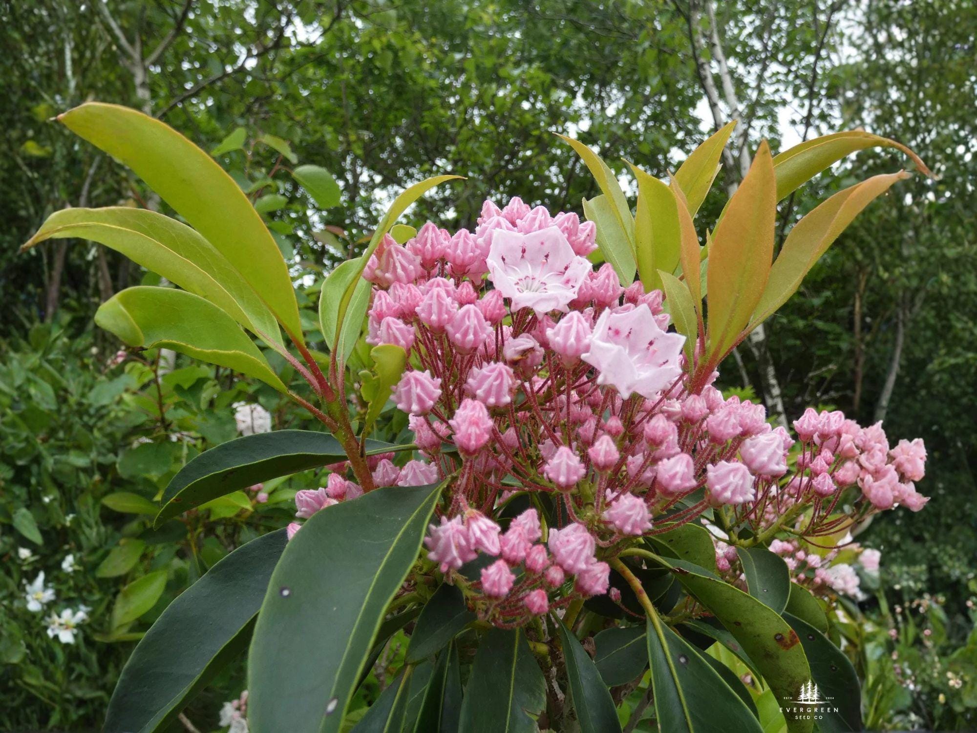 Mountain Laurel Seeds – Heirloom Non-GMO Kalmia latifolia for Woodland & Shade Gardens, Native Shrub Seed
