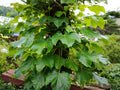 Boston Ivy Seeds – Heirloom Climbing Vine for Trellis, Fence, Walls | Parthenocissus tricuspidata, Non-GMO, 10 Seeds