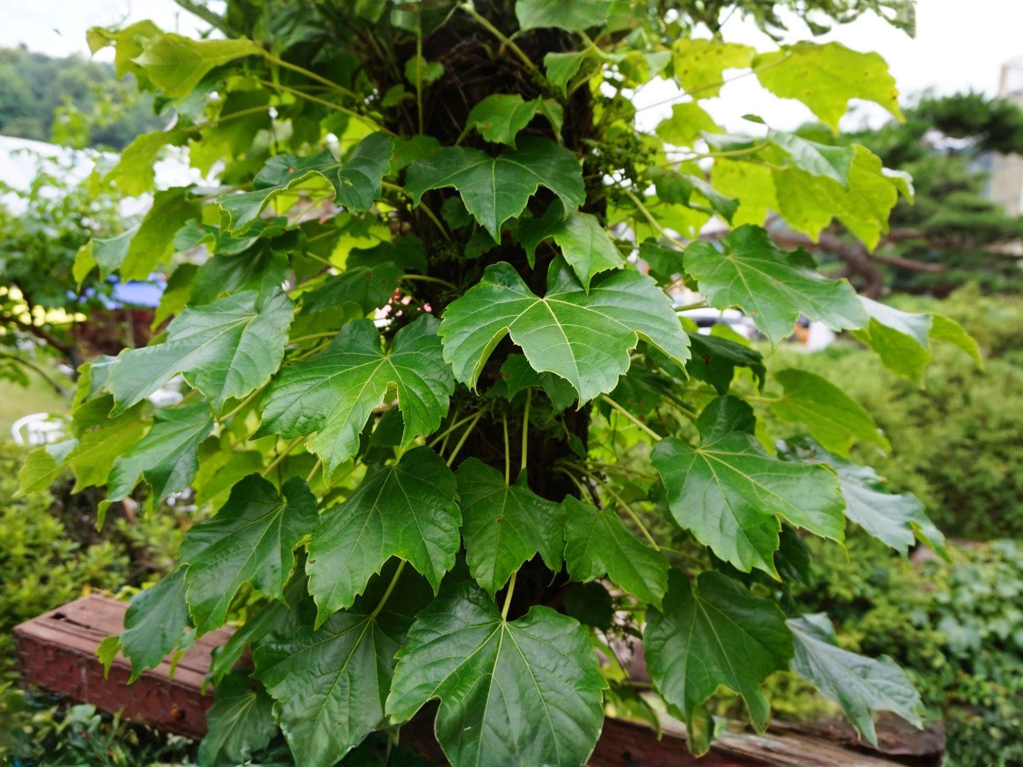 Boston Ivy Seeds – Heirloom Climbing Vine for Trellis, Fence, Walls | Parthenocissus tricuspidata, Non-GMO, 10 Seeds