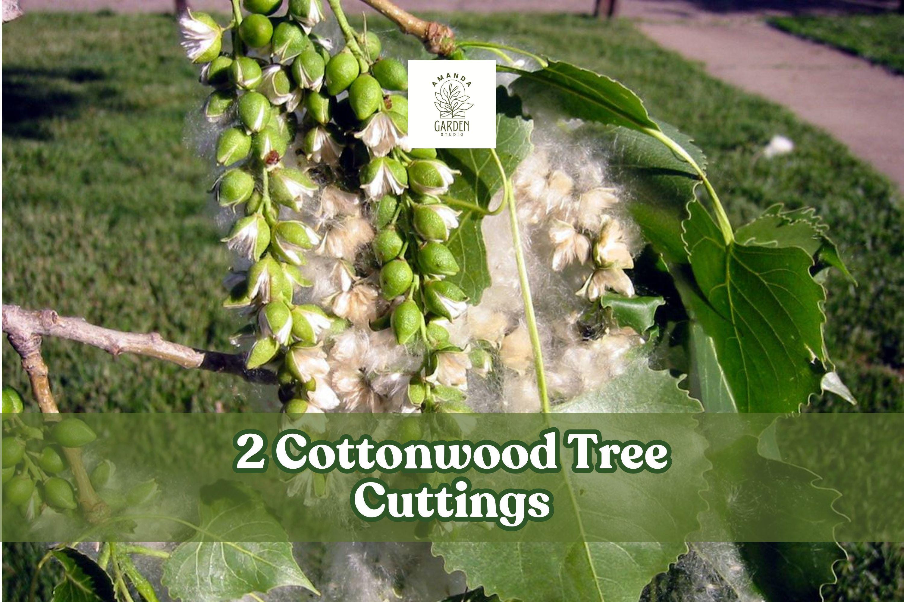 Cottonwood Tree Cuttings – Fast Growing Shade Tree – Populus deltoides Native Landscape Planting