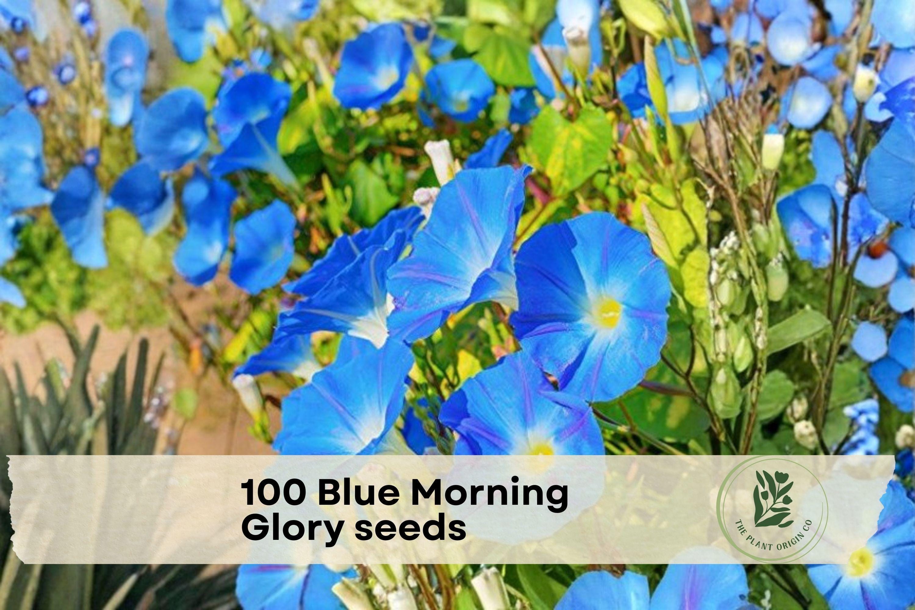 100 Blue Morning Glory Seeds - Ipomoea spp. Climbing Flowering Vine for Trellises, Fences & Arbors