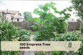 100 Empress Tree Seeds - Fast-Growing Hardwood Tree for Shade, Landscaping, and Bonsai - Paulownia tomentosa