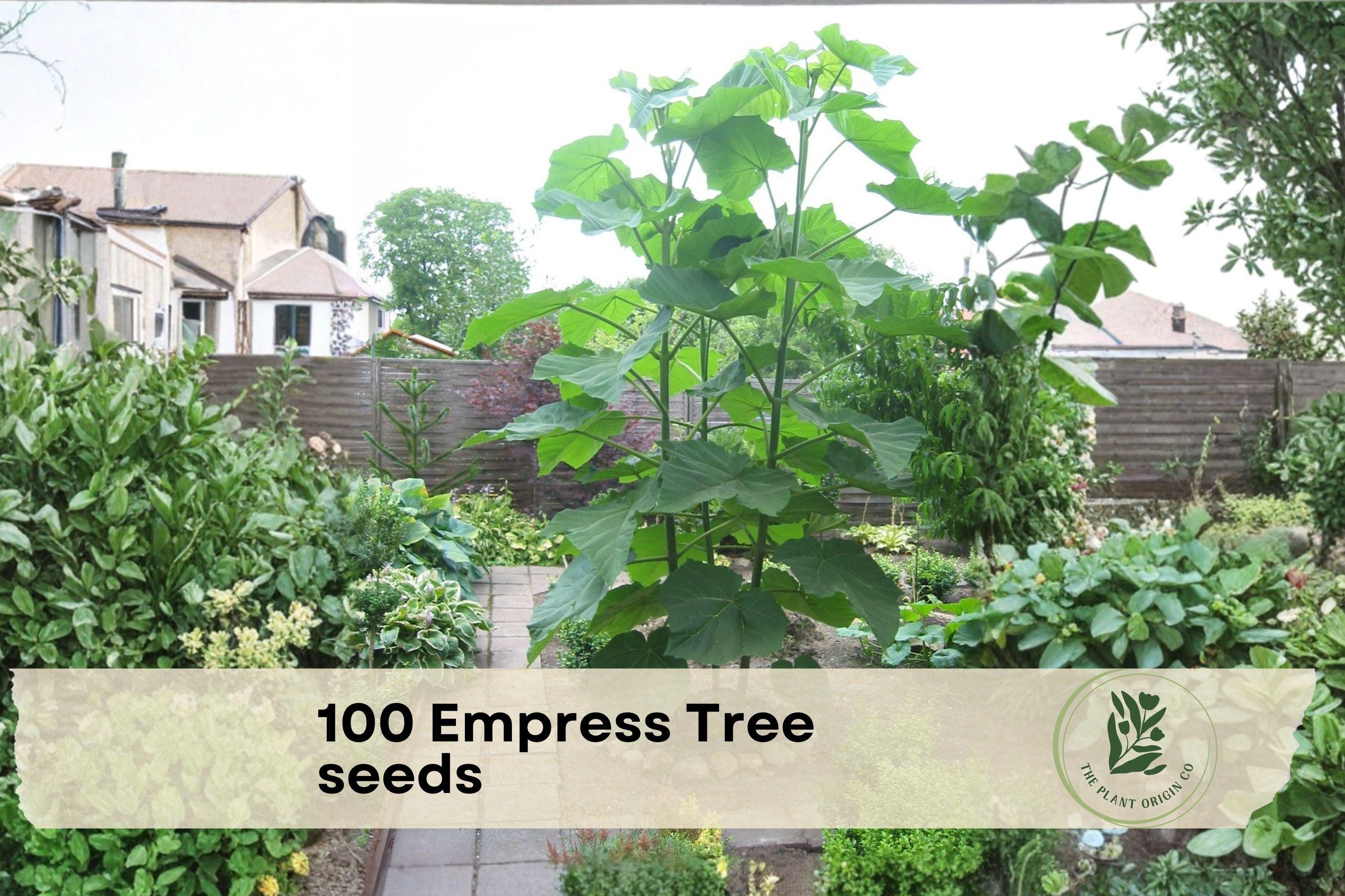 100 Empress Tree Seeds - Fast-Growing Hardwood Tree for Shade, Landscaping, and Bonsai - Paulownia tomentosa