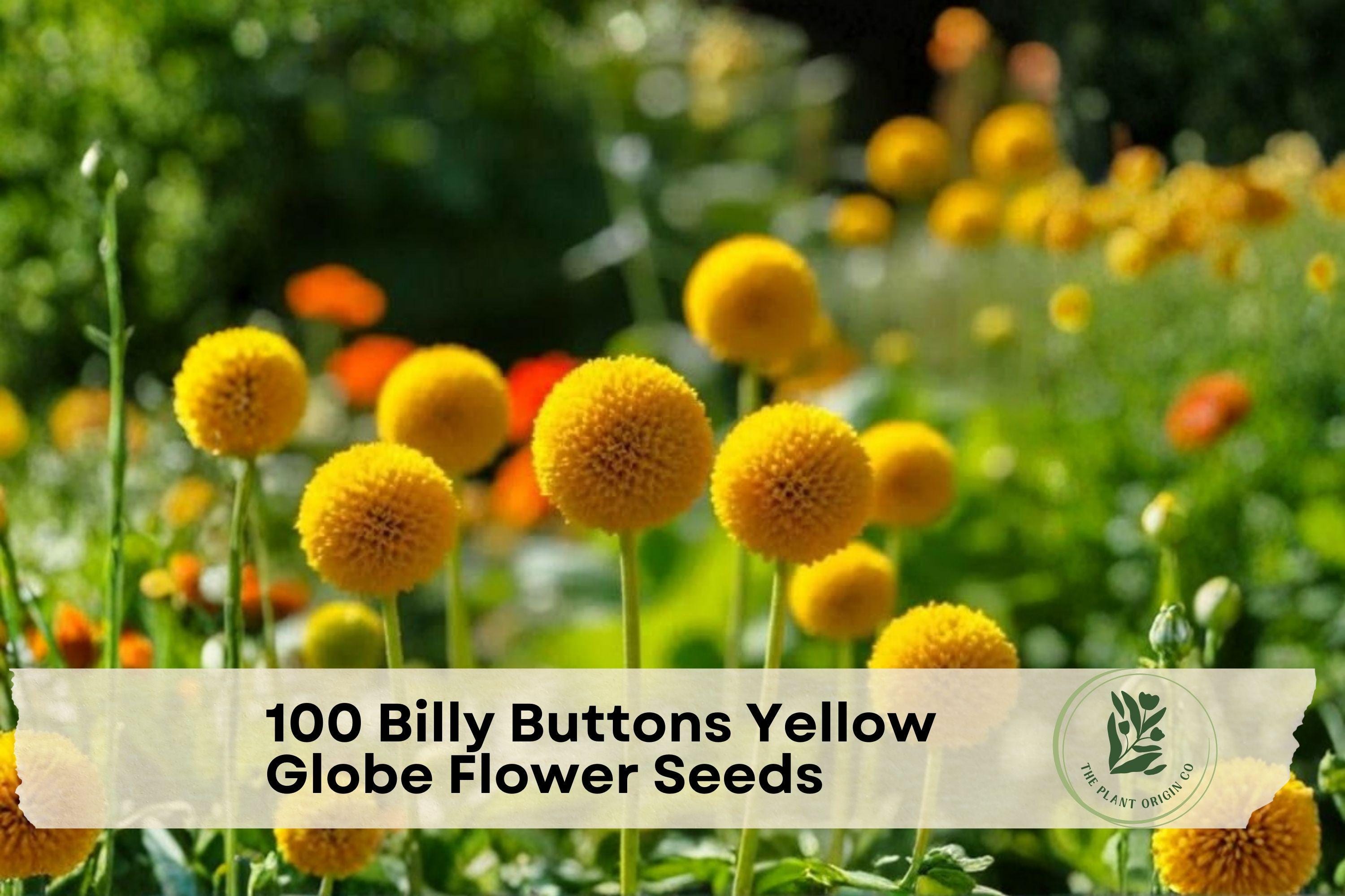 Billy Buttons Seeds, Craspedia globosa, Bright Yellow Globe Flower, Ornamental Wildflower, Cut Flowers, Dried Arrangements
