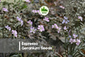 25+ Espresso Geranium Seeds - Deep Maroon Blooms, Compact Pelargonium spp., Annual/Perennial, Container & Garden Bed Plant