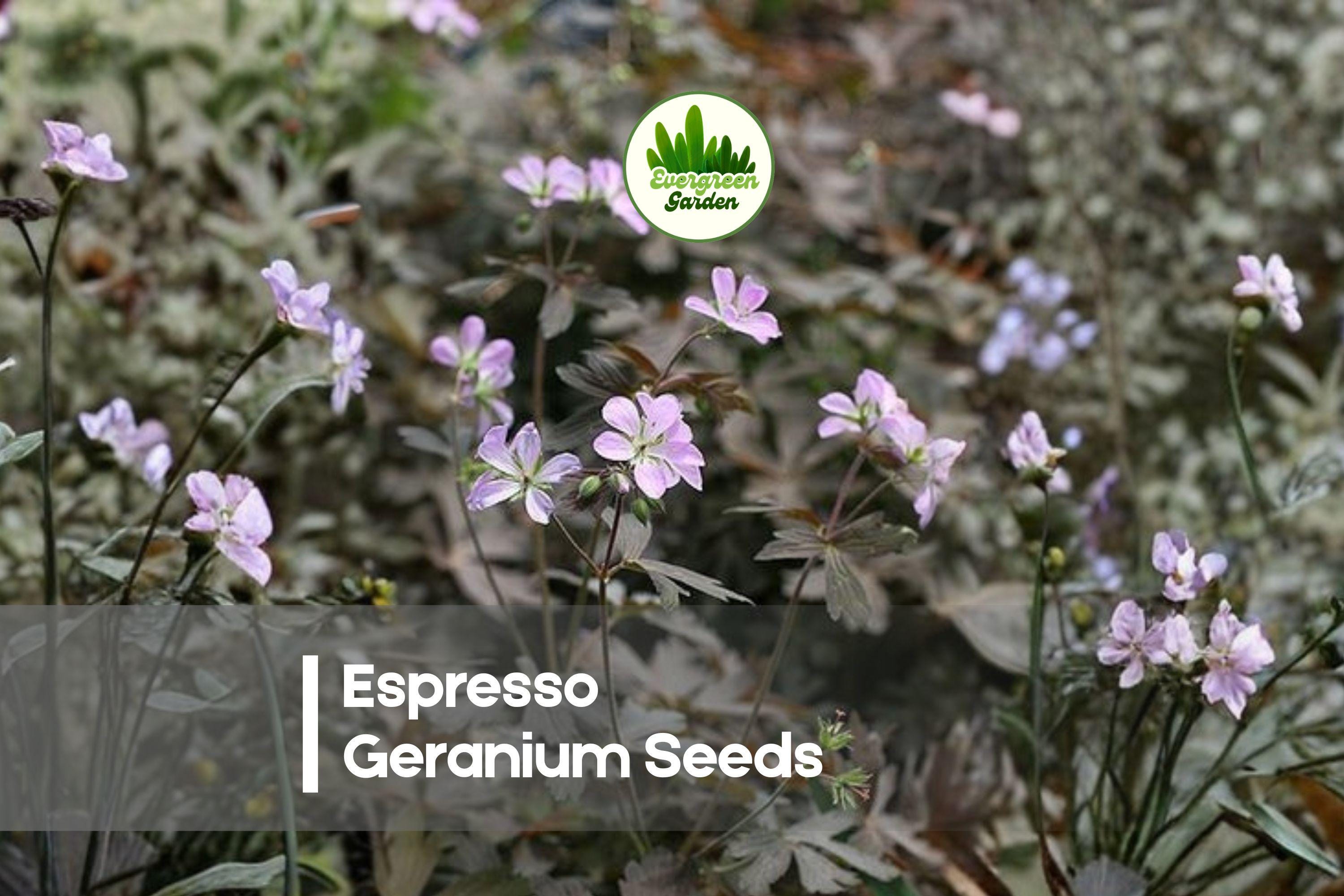 25+ Espresso Geranium Seeds - Deep Maroon Blooms, Compact Pelargonium spp., Annual/Perennial, Container & Garden Bed Plant