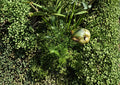 Alisma Subcordatum Seeds – 500 Native Aquatic Mud Plantain Flower Seeds for Ponds, Wetlands & Water Gardens