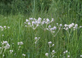 Eryngium Yuccifolium Seeds – 100 Native Prairie Flower Seeds, White Globe Blooms, Rattlesnake Master, Pollinator-Friendly, Drought Tolerant