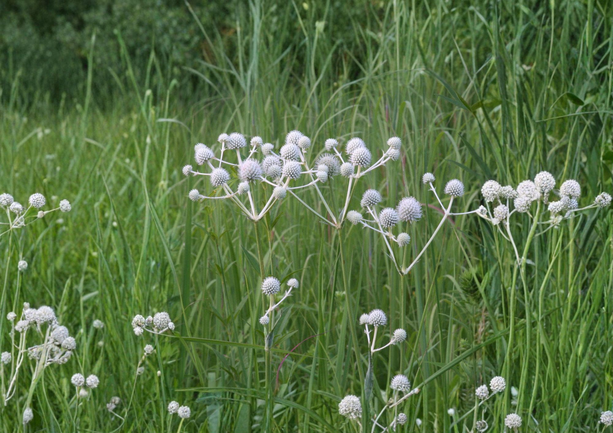 Eryngium Yuccifolium Seeds – 100 Native Prairie Flower Seeds, White Globe Blooms, Rattlesnake Master, Pollinator-Friendly, Drought Tolerant