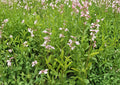 Canyon Beardtongue Seeds – Native Pink Tubular Wildflower, Penstemon comarrhenus, Perennial Garden Plant, 50 Seeds
