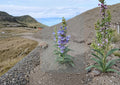Penstemon Glaber Seeds – 50 Alpine Native Blue Flower Seeds for Rock Gardens, Drought Tolerant, Pollinator Friendly, Perennial