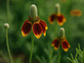 Prairie Coneflower Seeds – Heirloom Non-GMO Wildflower Seeds for Pollinator Gardens & Natural Landscapes (Ratibida columnifera)