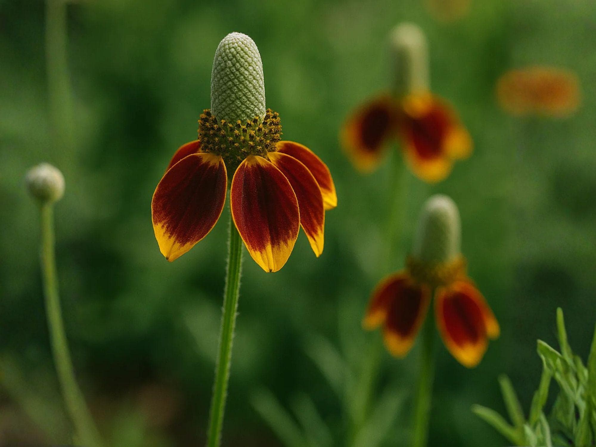 Prairie Coneflower Seeds – Heirloom Non-GMO Wildflower Seeds for Pollinator Gardens & Natural Landscapes (Ratibida columnifera)