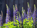 Blue Perennial Lupine Seeds | Heirloom Non-GMO Wildflower Flower Seeds | Lupinus perennis for Native Gardens & Pollinator Gardens