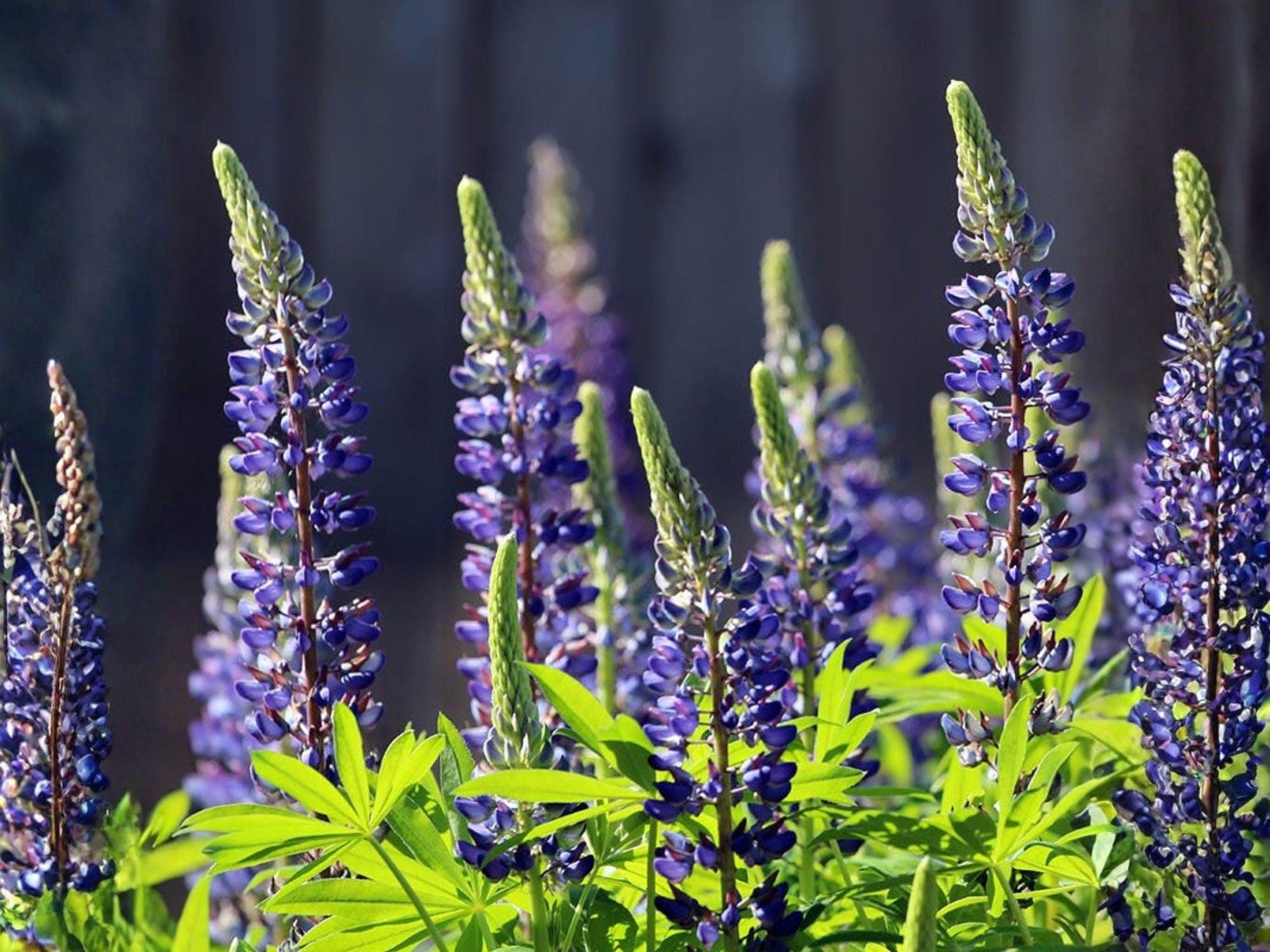 Blue Perennial Lupine Seeds | Heirloom Non-GMO Wildflower Flower Seeds | Lupinus perennis for Native Gardens & Pollinator Gardens
