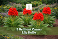 3 Brilliant Canna Lily Bulbs – Red Orange Tropical Flower, Canna indica, Garden Bed & Container Planting