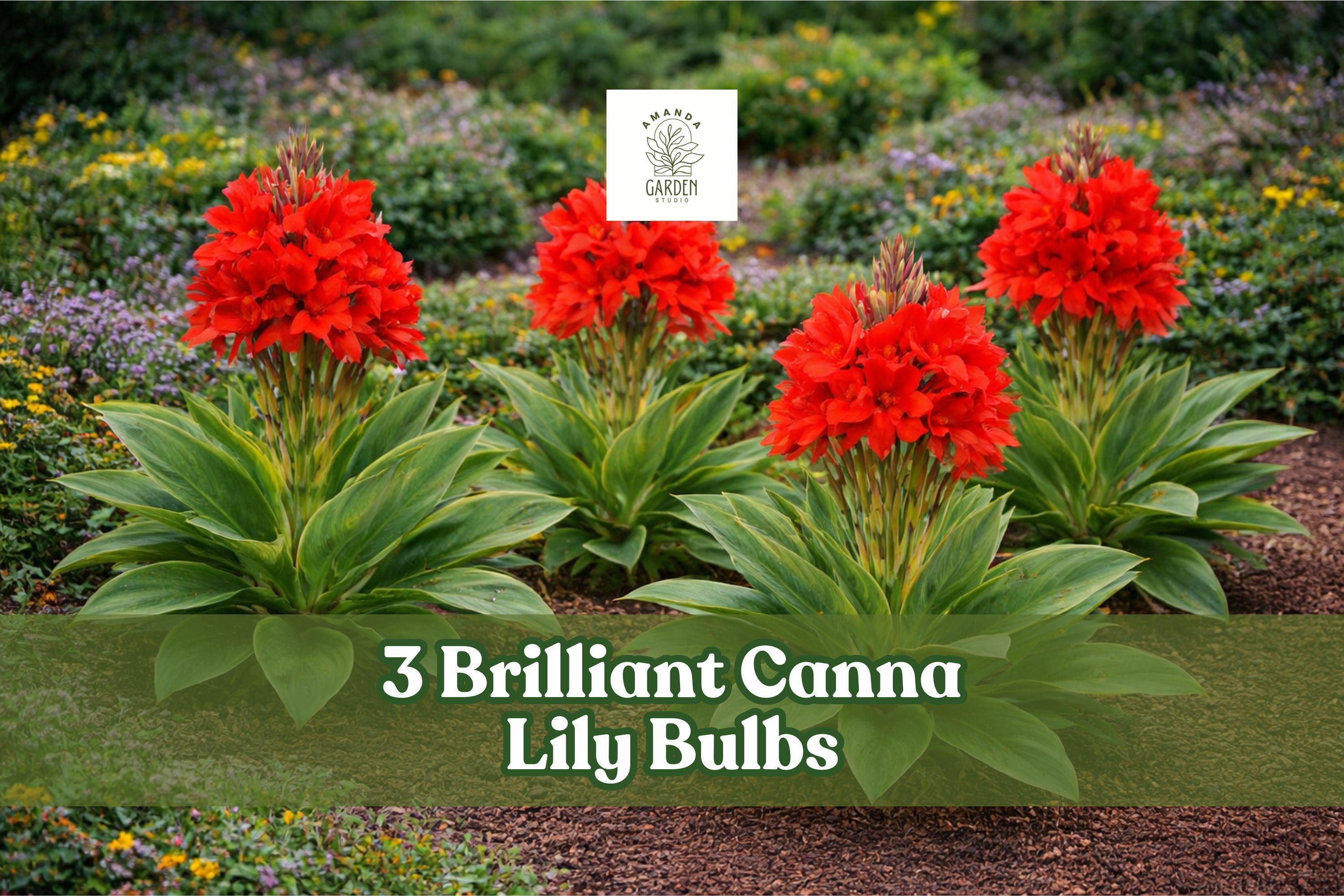 3 Brilliant Canna Lily Bulbs – Red Orange Tropical Flower, Canna indica, Garden Bed & Container Planting