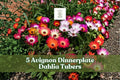 Ice Plant Seeds - 100+ Mix Flowering Groundcover Seeds Dorotheanthus bellidiformis, Vibrant Colorful Blooms