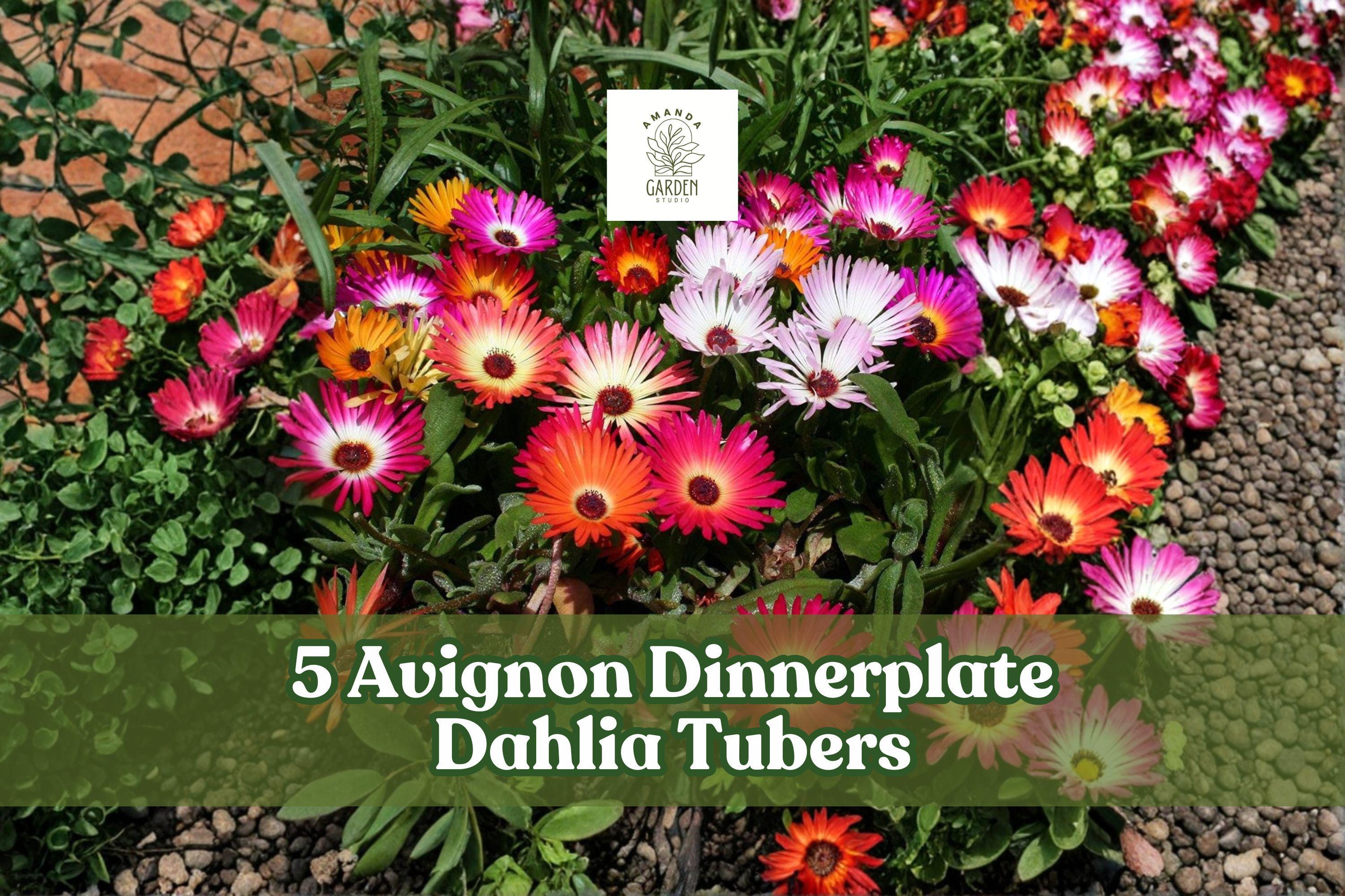 Ice Plant Seeds - 100+ Mix Flowering Groundcover Seeds Dorotheanthus bellidiformis, Vibrant Colorful Blooms