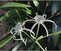 Spider Lily Pond Plant – Hymenocallis latifolia White Tropical Aquatic Marginal Bog Flower, Live Water Garden Plant