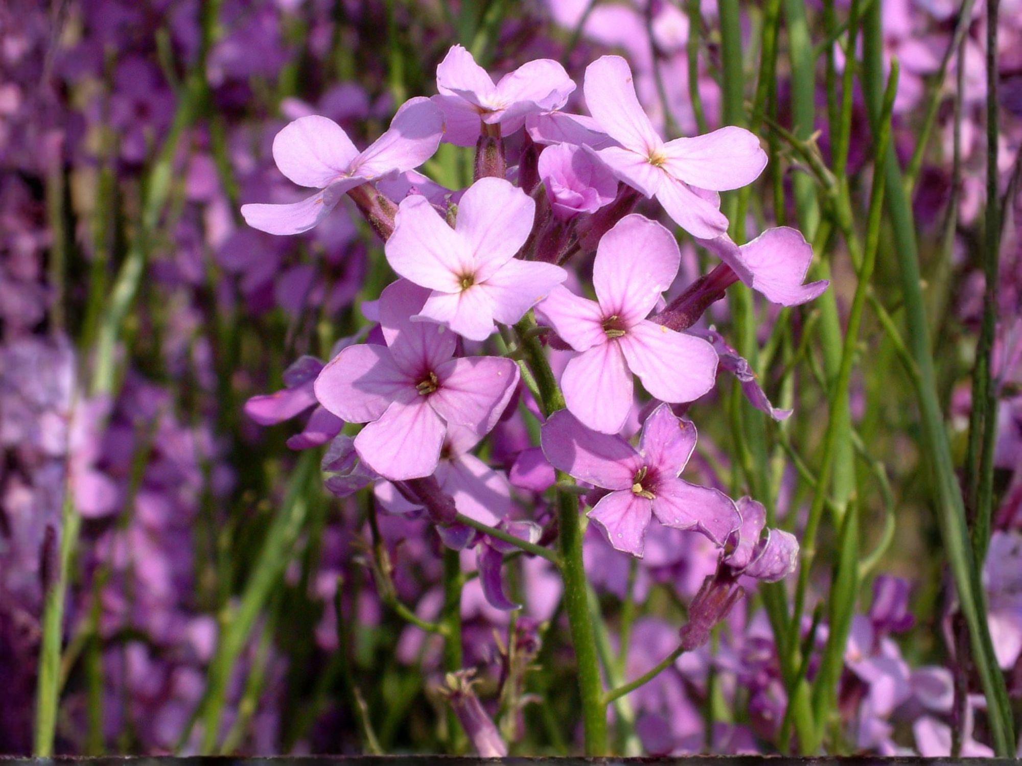 Dame’s Rocket Seeds – Hesperis matronalis, Fragrant Purple Pink White Blooms, Cottage Garden, 100 Seeds
