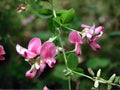 Korean Lespedeza Seeds – Annual Legume for Soil Improvement, Forage & Wildlife Food Plots, Kummerowia stipulacea, 100 Seeds