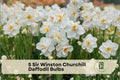 Sir Winston Churchill Daffodil Bulbs, Double-Flowering Narcissus, Cream White with Orange Center, Perennial Bulbs for Spring Gardens