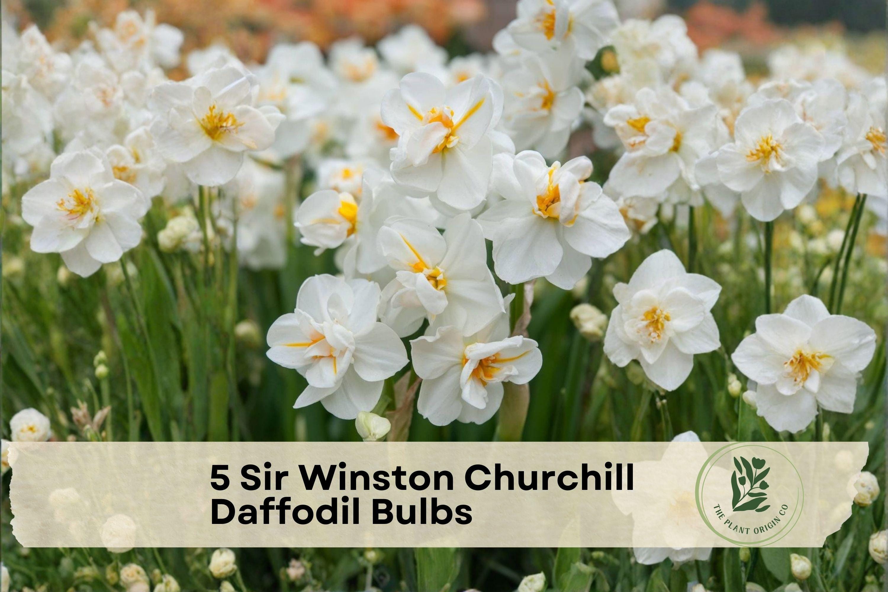 Sir Winston Churchill Daffodil Bulbs, Double-Flowering Narcissus, Cream White with Orange Center, Perennial Bulbs for Spring Gardens