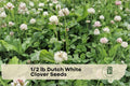 Dutch White Clover Seeds 1/2 lb | Perennial Ground Cover Trifolium repens for Lawns & Erosion Control