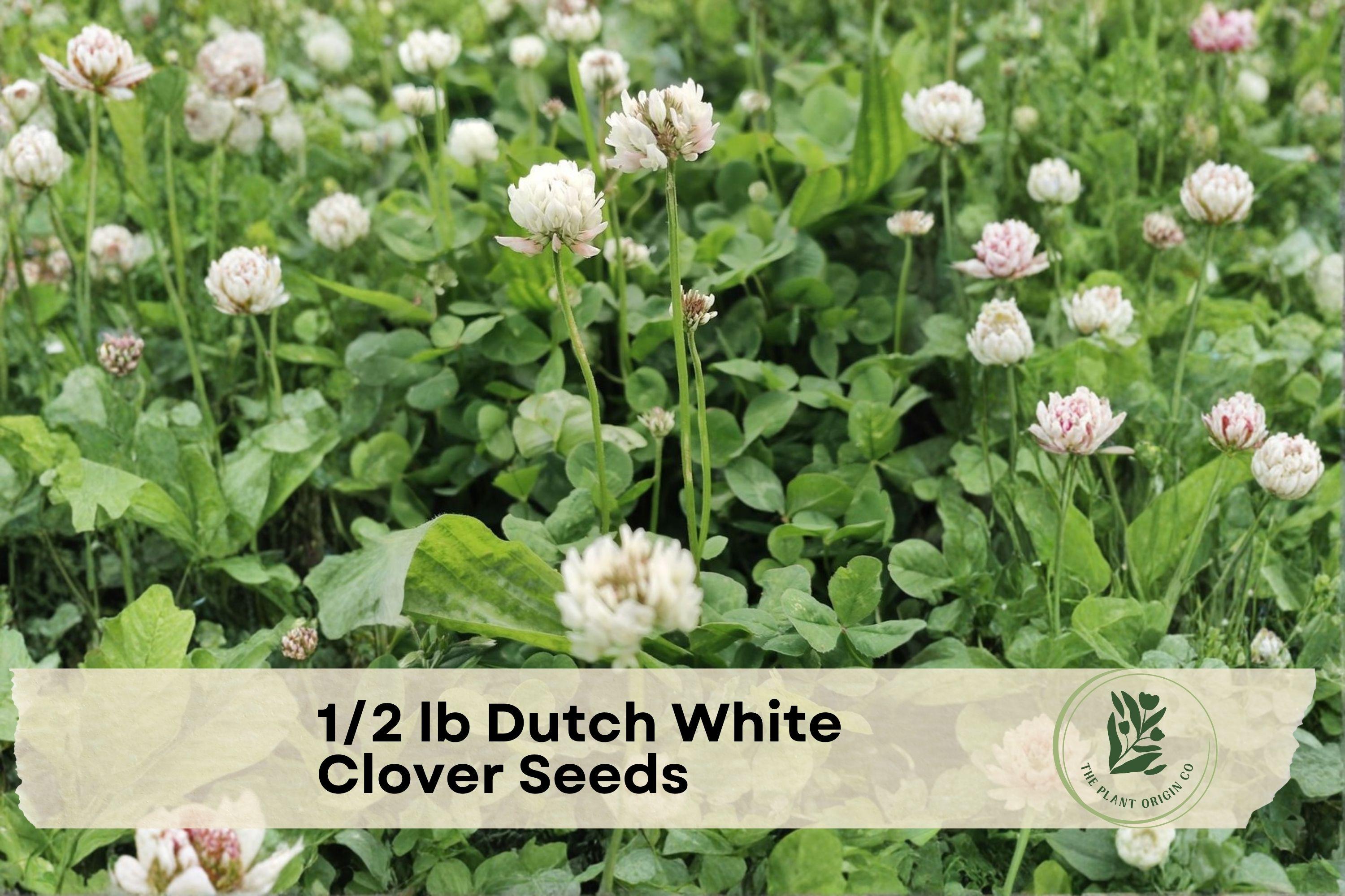 Dutch White Clover Seeds 1/2 lb | Perennial Ground Cover Trifolium repens for Lawns & Erosion Control