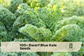 Dwarf Blue Kale Seeds, Compact Curled-Leaves, Brassica oleracea, Cool-Season Greens for Spring & Fall Gardens
