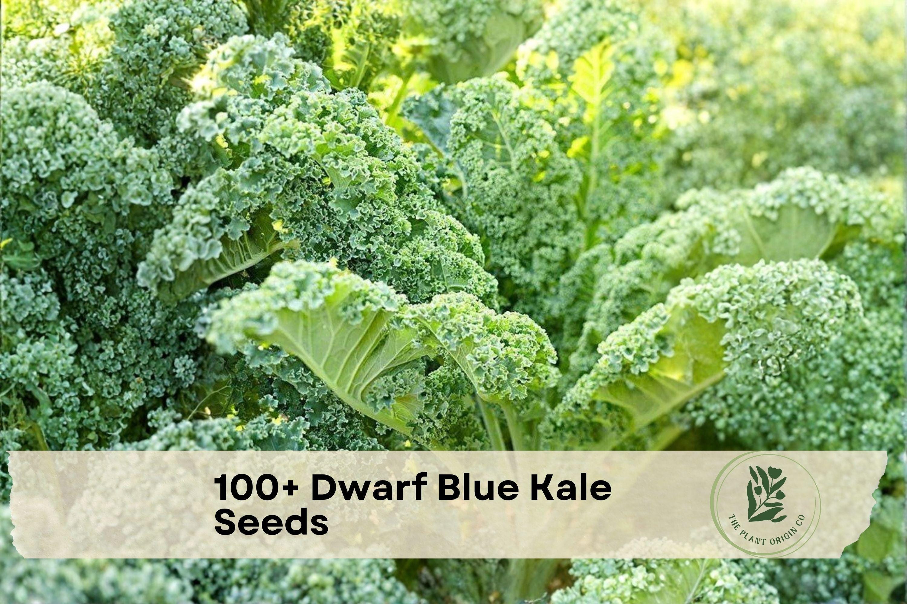 Dwarf Blue Kale Seeds, Compact Curled-Leaves, Brassica oleracea, Cool-Season Greens for Spring & Fall Gardens