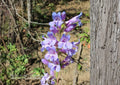 Penstemon Payettensis Seeds – 50 Native Wildflower Seeds for Blue Purple Beardtongue Blooms, Perennial, Drought Tolerant, Pollinator Friendly