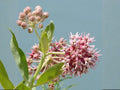 Showy Milkweed Seeds – Heirloom Non-GMO Native Wildflower for Pollinator Gardens – Asclepias speciosa, Perennial, Pink to Lavender Flowers