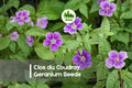 Geranium Seeds, Clos du Coudray Pink Hardy Perennial, Flowering Plant for Borders & Cottage Gardens
