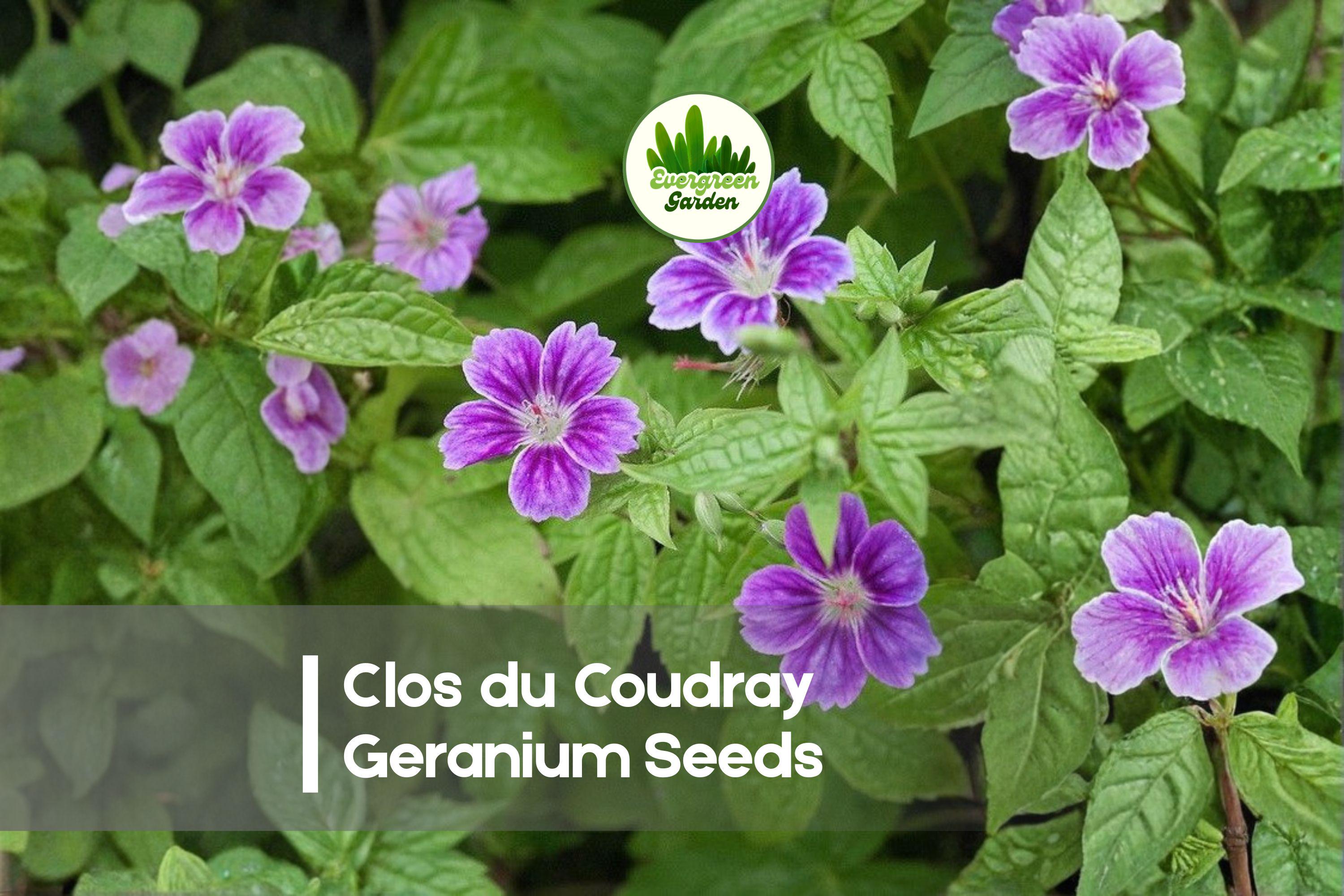 Geranium Seeds, Clos du Coudray Pink Hardy Perennial, Flowering Plant for Borders & Cottage Gardens