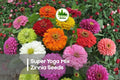 Super Yoga Mix Zinnia Seeds - Bright Colorful Annual Flowers for Borders, Cut Flowers & Pollinator Gardens, Zinnia elegans