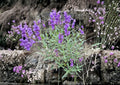 Penstemon Venustus Seeds – 50 Native Wildflower Seeds for Showy Blue Purple Beardtongue Garden, Pollinator Friendly, Drought Tolerant