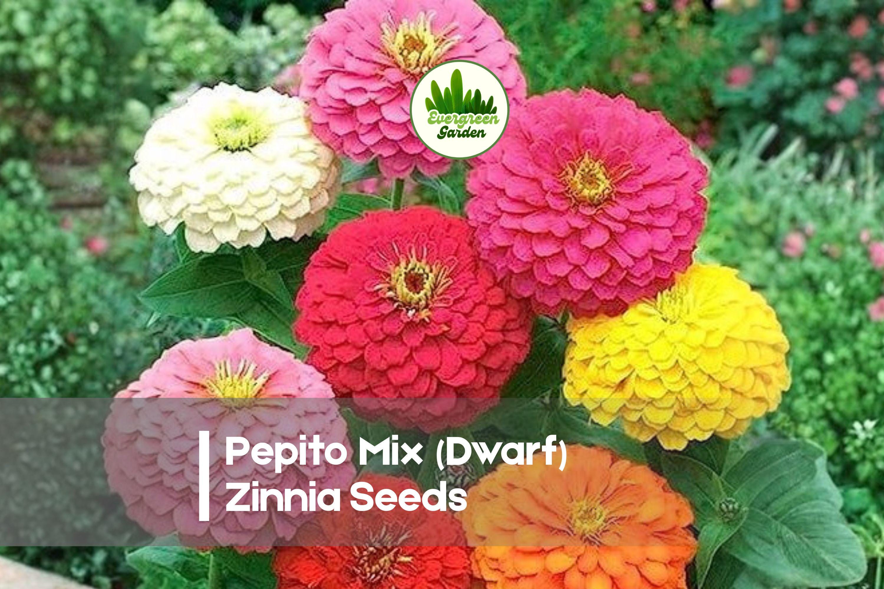 Pepito Mix Dwarf Zinnia Seeds - Bright Colorful Blooms, Compact Annual, Zinnia elegans for Borders, Pots & Small Gardens